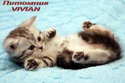 Британские котята вискас из питомнка VIVIAN. Британские котята вискас из питомнка VIVIAN.