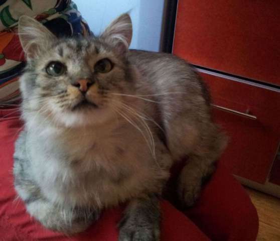 Котик ждет отзывчивых людей. Не проходите мимо, посмотрите на это чудо. Котик ждет отзывчивых людей. Не проходите мимо, посмотрите на это чудо.