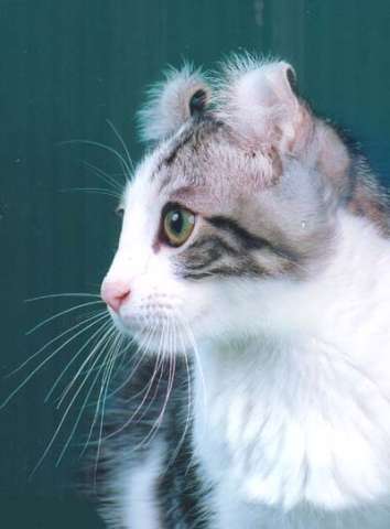 котята керлята котята керлята