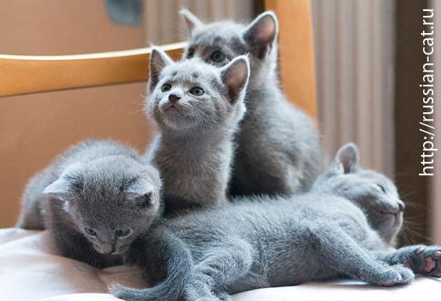 Продаются котята Русской голубой кошки Продаются котята Русской голубой кошки