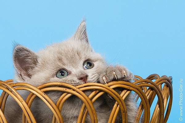 Купить британского котенка Купить британского котенка