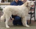 Большая пиренейская горная собака
