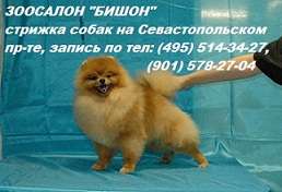 Стрижка собак и кошек в зоосалоне на Севастопольском. Стрижка собак и кошек в зоосалоне на Севастопольском.
