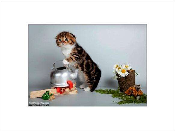 Шотландские котята для вас!!! Шотландские котята для вас!!!
