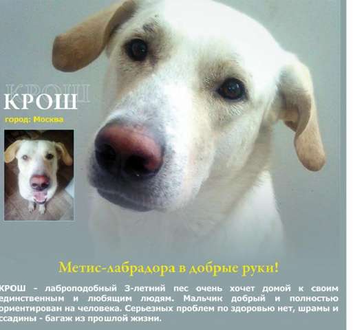 Крош-добрый пёс, ждёт лучших хозяев Крош-добрый пёс, ждёт лучших хозяев