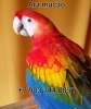 Красный ара (Ara macao) - абсолютно ручные птенцы из питомника
