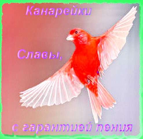 Канарейки певчие от Славы, с гарантией пения. Канарейки певчие от Славы, с гарантией пения.