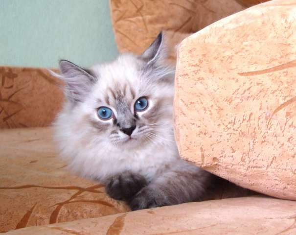 невский маскарадный котенок Семен 3 мес.