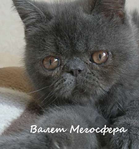 Экзотический котик Экзотический котик