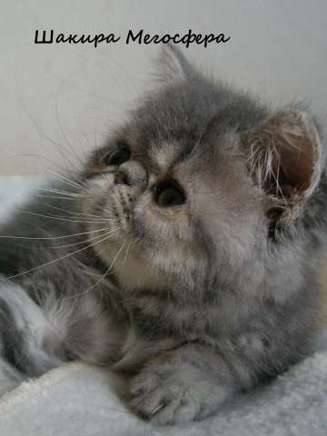 Экзотические короткошерстные котята Экзотические короткошерстные котята