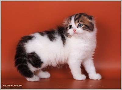 Красивые шотландские котята= Красивые шотландские котята=