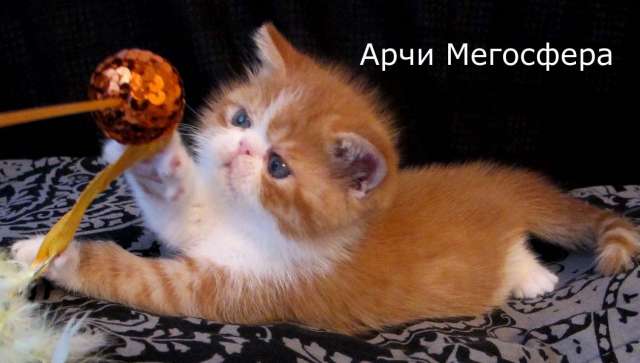 Экзотический котик Арчи Экзотический котик Арчи