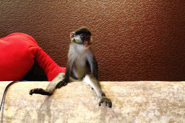 Мартышка Белоносая (Carcopithecus ascanius) Мартышка Белоносая (Carcopithecus ascanius)