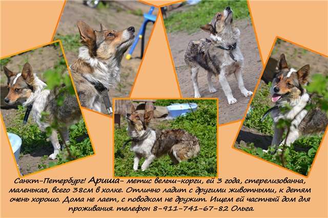 Ариша метис вельш-корги. Ариша метис вельш-корги.