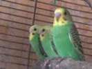 Волнистые попугаи домашнего разведения,птенцы