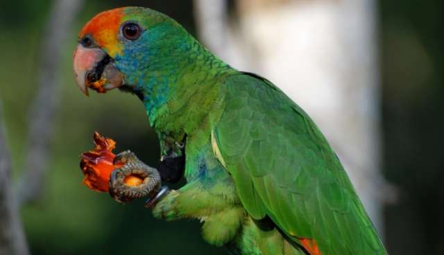 Краснобровый амазон (Amazona rhodocorytha) ручные птенцы из питомника. Краснобровый амазон (Amazona rhodocorytha) ручные птенцы из питомника.