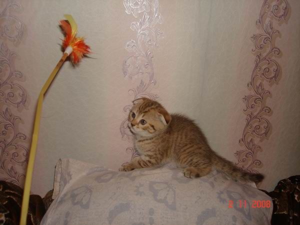 шотландские вислоухие котята от титулованных производителей! шотландские вислоухие котята от титулованных производителей!