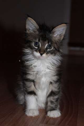 Котята метисы мейн кунов Котята метисы мейн кунов