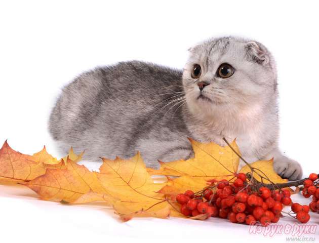 Молодая кошечка Молодая кошечка