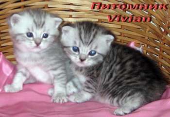 Британские котята вискас из питомнка VIVIAN. Британские котята вискас из питомнка VIVIAN.