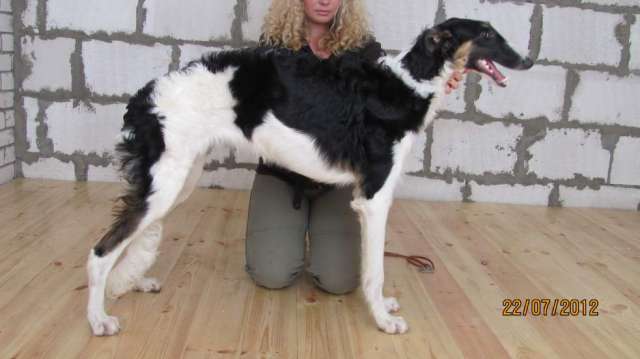 Русская псовая борзая! Самая Красивая! Русская псовая борзая! Самая Красивая!
