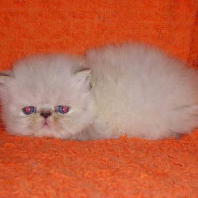 Гималайские,персидские и экзотические котята Гималайские,персидские и экзотические котята