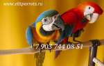 Попугаи -  ручные птенцы  из питомника
