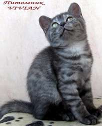 Британские дымные котята из питомника VIVIAN. Британские дымные котята из питомника VIVIAN.