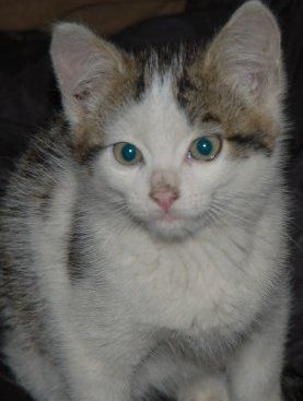 Котятам очень нужен дом Котятам очень нужен дом