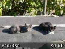 Не дайте котенку замерзнуть! Не дайте котенку замерзнуть!