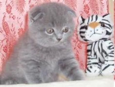 Приму в дар вислоухого котенка Приму в дар вислоухого котенка