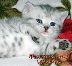 Британские котята вискас из питомнка VIVIAN. Британские котята вискас из питомнка VIVIAN.
