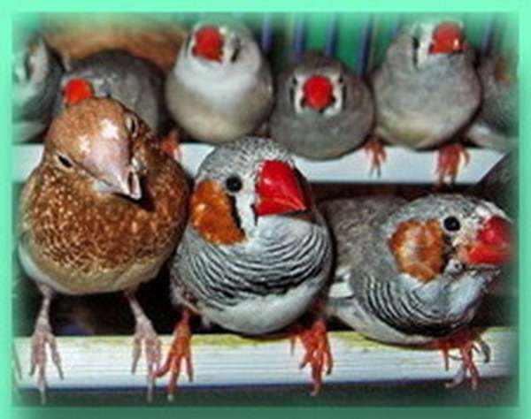 Амадины зебровые и японские - продаю. Амадины зебровые и японские - продаю.