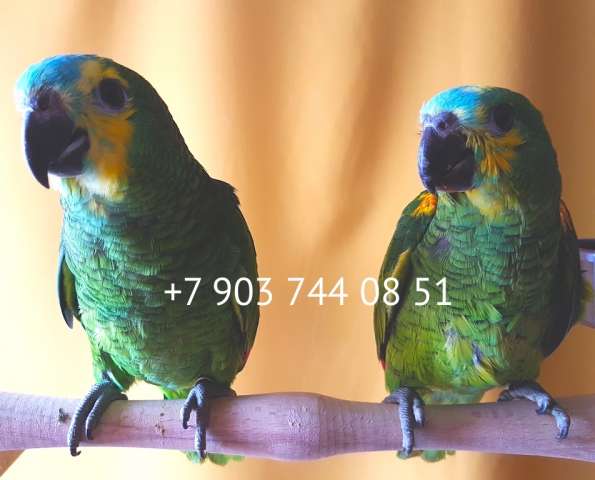 Синелобый амазон (Amazona aestiva aestiva) - ручные птенцы из питомника Синелобый амазон (Amazona aestiva aestiva) - ручные птенцы из питомника