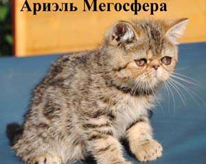 Мраморные плюшевые экзотики - кошечки и котики Мраморные плюшевые экзотики - кошечки и котики