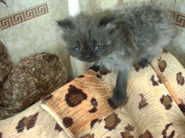 Персидские котята Персидские котята