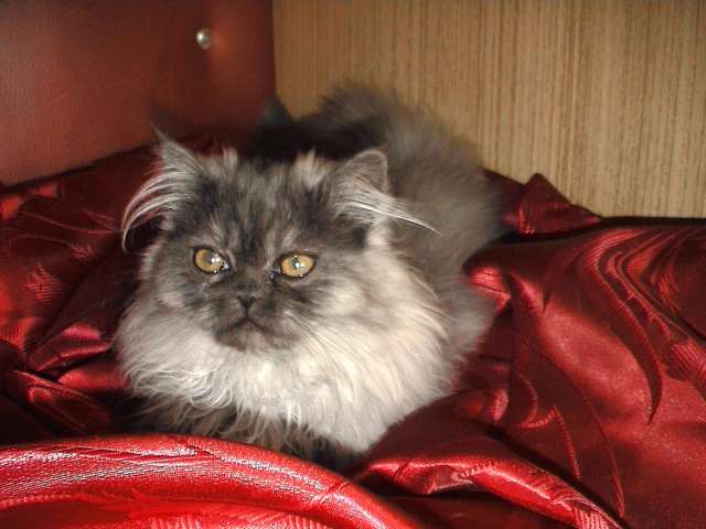 Персидские котята Персидские котята