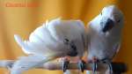 Белохохлый какаду (Cacatua alba)  ручные птенцы из питомника