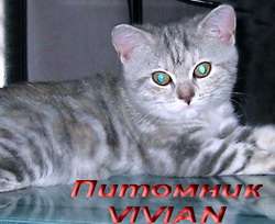 Британские мраморные котята из питомнка VIVIAN. Британские мраморные котята из питомнка VIVIAN.