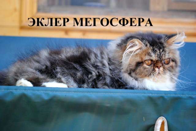 Роскошный персик Роскошный персик