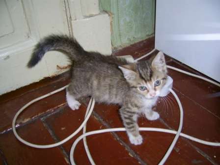 Отдам в хорошие руки котёнка и породистую кошку Отдам в хорошие руки котёнка и породистую кошку