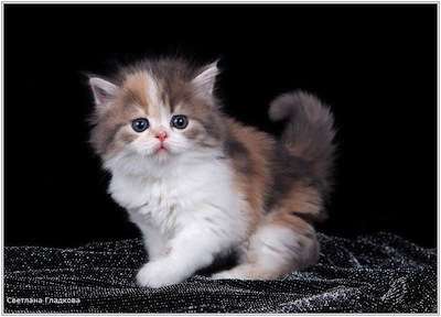 Шотландские вислоухие котята Шотландские вислоухие котята