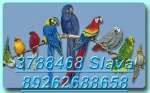 Продажа крупных, средних видов попугаев: Жако, амазоны, какаду, ара, эклектусы др. виды попугаев.