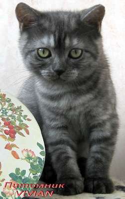 Британские дымные котята из питомнка VIVIAN. Британские дымные котята из питомнка VIVIAN.