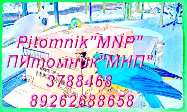 Амазоны, Жако, Ары, Какаду, Эклектусы и много др. попугаев в продаже. Корм, Клетки, минералы. Амазоны, Жако, Ары, Какаду, Эклектусы и много др. попугаев в продаже. Корм, Клетки, минералы.