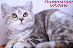 Британские котята мраморных окрасов из питомника VIVIAN. Британские котята мраморных окрасов из питомника VIVIAN.