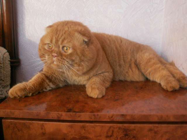 Запись на шотландских котят модных окрасов!! Запись на шотландских котят модных окрасов!!