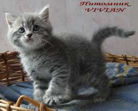 Британские котята из питомника VIVIAN. Британские котята из питомника VIVIAN.