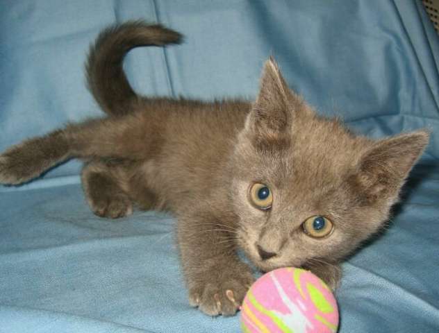 В дар голубые котята, 3 мес. В дар голубые котята, 3 мес.