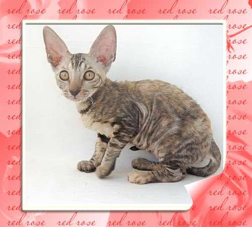 Корниш рекс - кудрявые котята. 7000 Корниш рекс - кудрявые котята. 7000